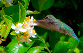 hummer